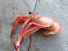 Grimothea planipes