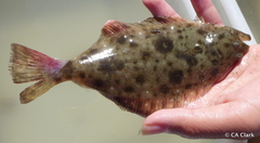 Paralichthys californicus