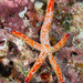 Estrela-Coralina-Pintada - Photo (c) David R, alguns direitos reservados (CC BY-NC)