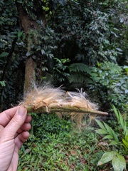 Asclepias curassavica