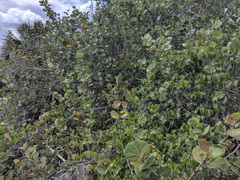 Coccoloba uvifera