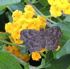 Staphylus hayhurstii