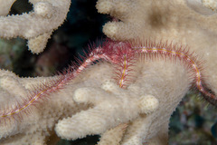 Ophiothrix