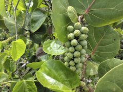 Coccoloba uvifera