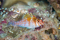 Cirrhitichthys falco