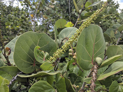 Coccoloba uvifera