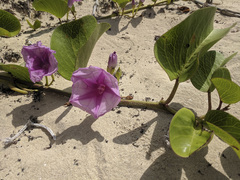 Ipomoea pes-caprae