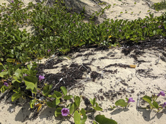 Ipomoea pes-caprae