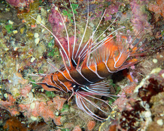 Pterois
