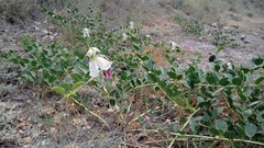 Capparis spinosa herbacea