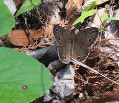 Megisto cymela cymela