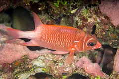 Sargocentron caudimaculatum