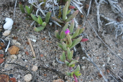 Ruschia sarmentosa