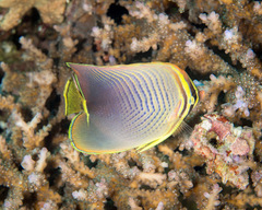 Chaetodon baronessa
