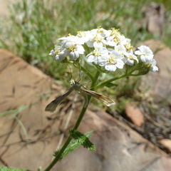 Gillmeria pallidactyla
