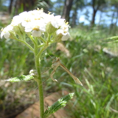 Gillmeria pallidactyla