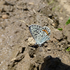 Euphilotes ancilla