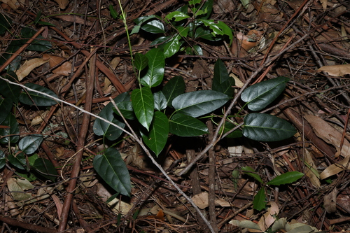 Image of Leichhardtia rostrata by (c) Greg Tasney, some rights reserved (CC BY-SA)