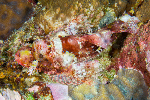 Eschmeyer's scorpionfish (Scorpaenopsis eschmeyeri) — Scorpaenidae — 3