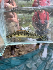 Roanoke Logperch photo 4