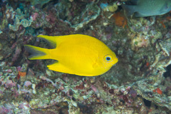 Amblyglyphidodon aureus