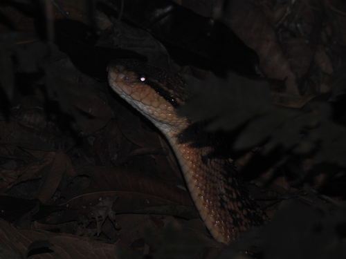 South American Bushmaster, Lachesis muta