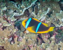Amphiprion chrysopterus