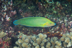 Halichoeres richmondi