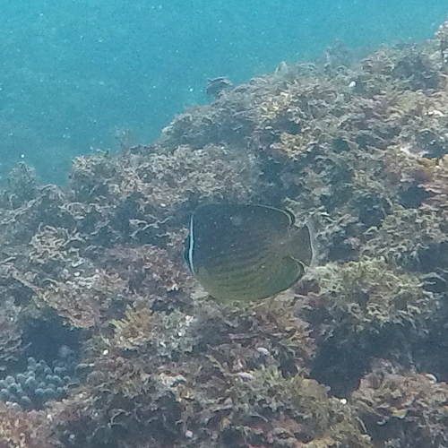 Chaetodon auripes