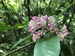 Myrsinoideae