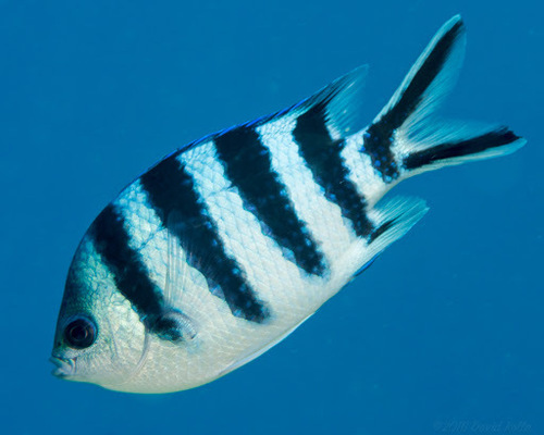 Scissortail Sergeant