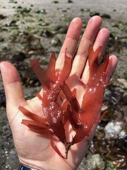 Sarcodiotheca furcata