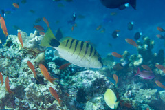 Lutjanus semicinctus