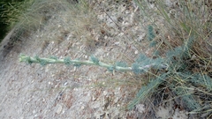 Seseli gummiferum
