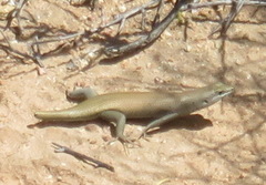 Trachylepis sulcata