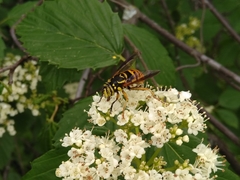 Spilomyia alcimus