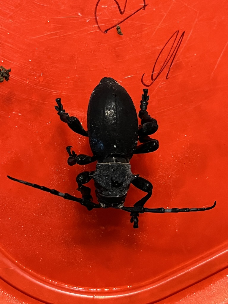 Giant Cactus Longhorn Beetle from Campus Farm, Tucson, AZ, USA on ...