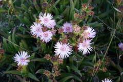 Ruschia geminiflora