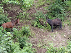 Equus asinus × caballus