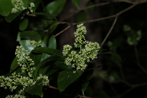 Image of Denhamia celastroides by (c) Greg Tasney, some rights reserved (CC BY-SA)