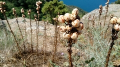 Asphodeline taurica