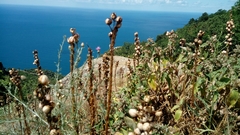 Asphodeline taurica