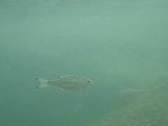 Kuhlia marginata