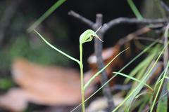 Pterostylis agathicola