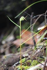 Pterostylis agathicola