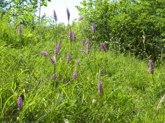 Gymnadenia densiflora