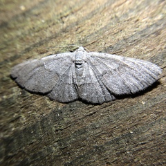 Iridopsis vellivolata