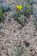 Thelesperma subnudum