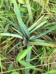 Carex glaucodea