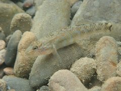 Rhinogobius formosanus